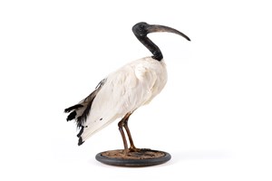 Image description is not available for 2012.2.2